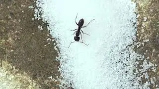 Ant eating sugar . Sony a6700 + Sony Fe 90 F2.8 Macro