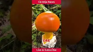 🌻Một số lo&agrave;i nấm | C&agrave; khịa News #vuive #cakhia #funny #nambaongu #namhoang