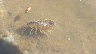 Water hog lice - Asellus aquaticus - Aselles - Vatnal&yacute;s - Jafnf&aelig;tlur - Vatnal&iacute;f - P&ouml;ddur