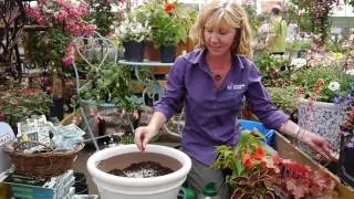 Planted containers for summer colour with Carolyn Spray