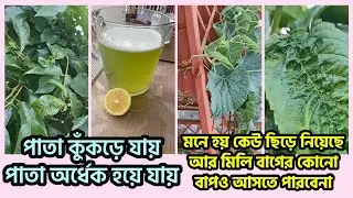 পাতা কুঁকড়ে যায়, পাতা অর্ধেক হয়ে যায় মনে হয় কেউ ছিড়ে নিয়েছে আর মিলি বাগের কোনো বাপও আসতে পারবেনা