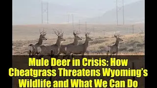Mule Deer in Crisis: How Cheatgrass Threatens Wyoming&rsquo;s Wildlife and What We Can Do