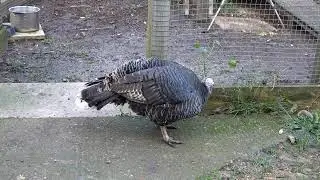 Turkey