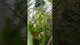 кошка мяукает