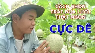 16 - Cách chọn một trái dưa lưới ngon, bách phát hỏng trúng cái nào!!!!!!!!!!!!!!!!!