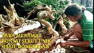 Cara Merawat Bonsai Serut Dongkelan