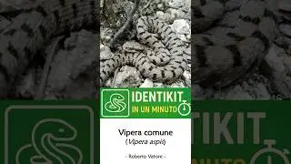Vipera comune (Vipera aspis) #shorts