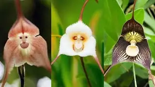 Top 7 Flowers Look Like Animals | MystTops