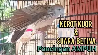 KEROT KUOR perkutut lokal gacor bersahutan dengan Perkutut Betina memanggil Jantan, PANCINGAN AMPUH