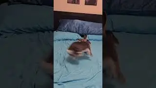 When the zoomies hit 🔥 #shorts #zoomies #binkyrabbit #happy