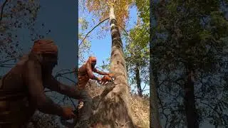 Best logging action scenes of the week - Week cuts #logging #action