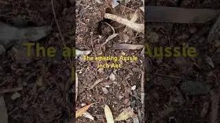 The amazing Aussie Inch Ant. #action #ants #animals  #australia #aussie #interesting  #nature
