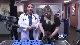 Animal Health 03/26/19 - Seizures in Older Pets