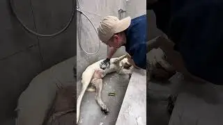 ЗЛОБНЫЙ ПАПАША ТИЧИ, ГРУТ И ЛАБРАДОР-ЛЕЖУН #собаки #груминг #тбилиси #grooming #dogs #tbilisi #vlog
