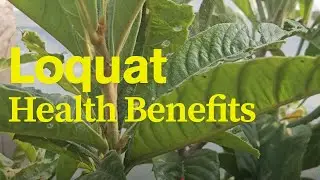 Loquat - Health Benefits