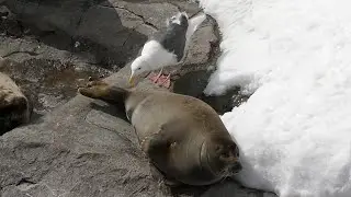 ちょっと怒るアザラシ／旭山動物園