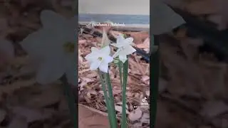 First Paperwhites 2021 from A Gardener's Notebook via TikTok