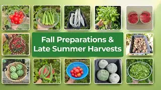 Late Summer Harvests & Fall Planting Guide | Things to Do, Seed Saving, and Harvest Tips