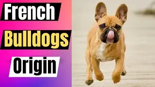 The French Bulldog: A Look at Its Origin, Development, and Problems