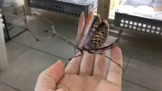 Angry Mantis !!! Heterochaeta orientalis