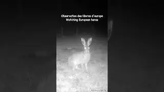 Observation des li&egrave;vres d'europe / Watching European hares