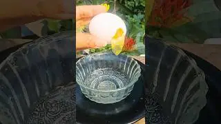 EGG Hair Mask For Unbelievable Shine & Smoothness DIY Hair Mask🥚একটা ডিমে লুকিয়ে আছে ন্যাচারাল শাইন