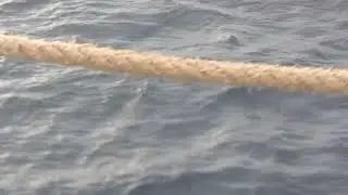 Dolphins seen on a Tall Ship with the Tall Ship Summer Voyager camp by LA Maritime Institute