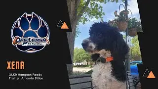 7 Month Old Standard Poodle 