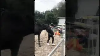🤣👍🫶 #horse #synthmagic #equestrian #synthriders #synthfam #showpony #love #thatsynthshow #music
