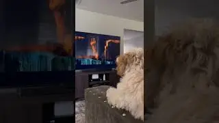 101 Dalmatians with Bubba #dog #pets #shorts #trending #viral