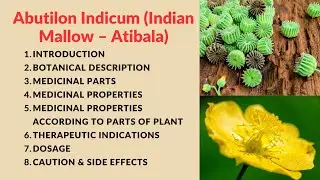 Abutilon Indicum (Indian Mallow &ndash; Atibala), Kangi Plant explain in detail.