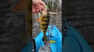 hair jigs slays in the winter #fishing #fishingvideo #bassfishing #fishinglures