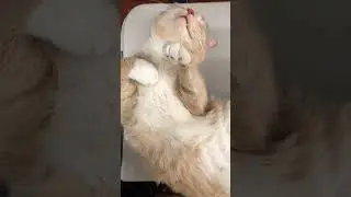 cute cat is sleeping #cuteanimals #shorts #cute #adorable #viral #animalsofinstagram #pet #cats