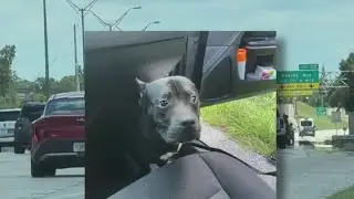 Video shows Florida dog rescued after found in cage on shoulder of open highway