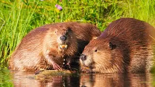 Beavers Are Back! Fun Facts, Family Life & International Beaver Day