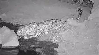 Leopard disturbed by catfish splashing while drinking water at Rosie's Pan - africam - explore.org