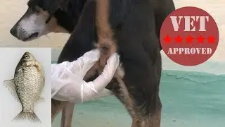 Опорожнение анальных желез у собак в домашних условиях &mdash; одобрено ветеринаром