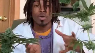 Appellation of Origin in Cannabis!
