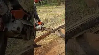 Wood Cutting Machine Stihl Chainsaw  Sawing Eucalyptus  Tree Wood#41#155 Shots