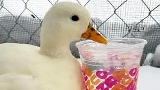 This Mini Duck Is Obsessed With Ice Water! | The Koala