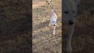 Emma Josephine playing with the resident pack