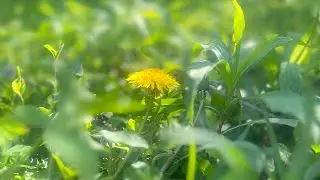 NATURE | A Johari Manns’ Short Film