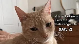 A Day in the Life of Felix the Pale Ginger Cat - Day 2