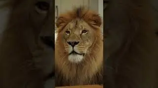 🦁🎥 To Catch a Predator &mdash; Nature Edition