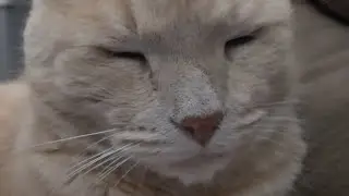 A Sleepy Cat&rsquo;s Internal Monologue | Relaxing Cat Video