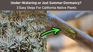 Under-Watering or Just Summer Dormant? | 3 Easy Steps for California Native Plants