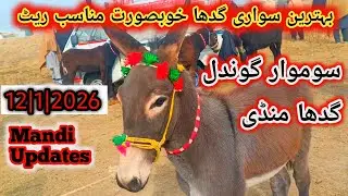 12|1|2026 | Behtareen Sawari Ghadah Beautiful  Best Rates | Monday Gondal Donkey Mandi 