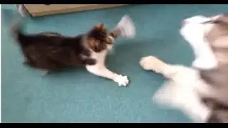 Alaskan Malamute vs Cat