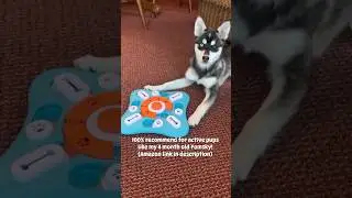 Such a great toy for active dogs! #pomskylife