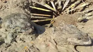 How to make frog trap for catching big frogs-A man catching big frog using deep hole trap-frog trap